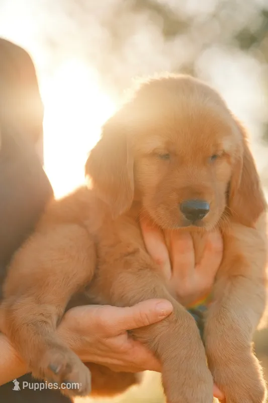 Bingo (Orange) – Golden Retriever puppy for sale in Newbury Park, CA