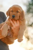 Bingo (Orange), a male Golden Retriever for sale in Newbury Park, CA – 6 of 9