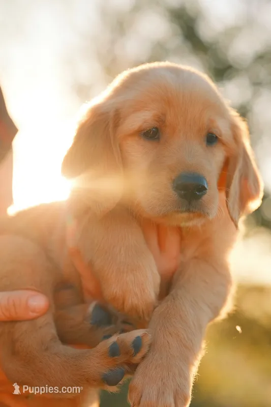 Red – Golden Retriever puppy for sale in Newbury Park, CA