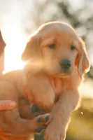Red, a female Golden Retriever for sale in Newbury Park, CA – 1 of 10