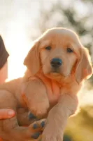 Pink, a female Golden Retriever for sale in Newbury Park, CA – 7 of 10