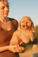 Bluey (Blue), a female Golden Retriever for sale in Newbury Park, CA – 4 of 6