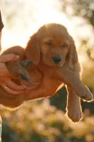 Bluey (Blue), a female Golden Retriever for sale in Newbury Park, CA – 5 of 6