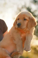 Pink, a female Golden Retriever for sale in Newbury Park, CA – 3 of 10