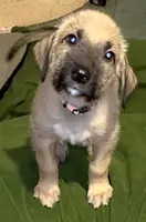 Poppy, a female Irish Wolfhound for sale in Firth, NE – 1 of 3
