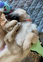 Poppy, a female Irish Wolfhound for sale in Firth, NE – 2 of 3