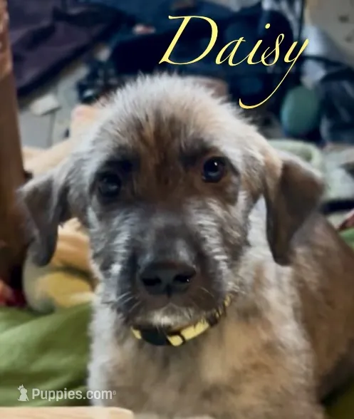 Daisy – Irish Wolfhound puppy for sale in Firth, NE