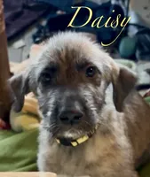 Daisy, a female Irish Wolfhound for sale in Firth, NE – 1 of 2