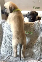Lyna, a female Irish Wolfhound for sale in Firth, NE – 3 of 3