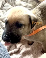 Poppy, a female Irish Wolfhound for sale in Firth, NE – 3 of 3