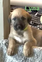 Lyna, a female Irish Wolfhound for sale in Firth, NE – 2 of 3