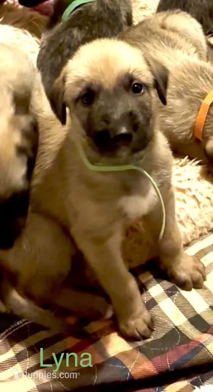 Lyna – Irish Wolfhound puppy for sale in Firth, NE