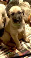 Lyna, a female Irish Wolfhound for sale in Firth, NE – 1 of 3