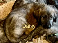 Daisy, a female Irish Wolfhound for sale in Firth, NE – 2 of 2