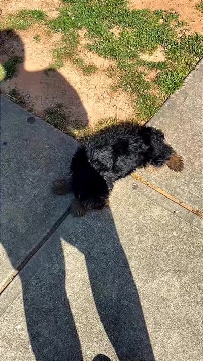 Cookie, a female Yorkshire Terrier for sale in Fairburn, GA – 5 of 9