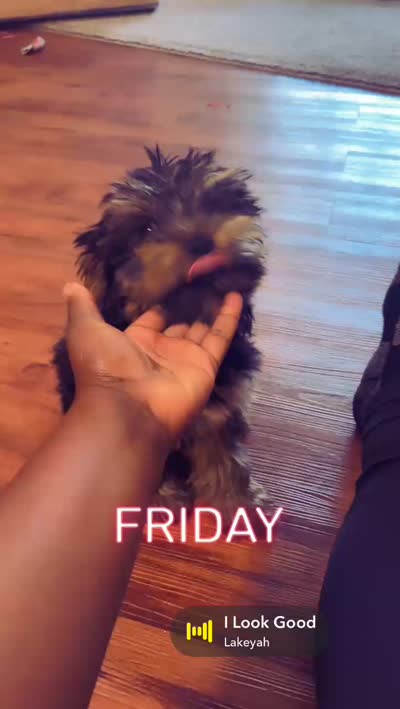 Cookie, a female Yorkshire Terrier for sale in Fairburn, GA – 4 of 9