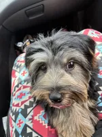 Cookie, a female Yorkshire Terrier for sale in Fairburn, GA – 9 of 9