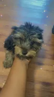 Cookie, a female Yorkshire Terrier for sale in Fairburn, GA – 2 of 9