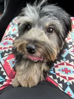 Cookie, a female Yorkshire Terrier for sale in Fairburn, GA – 1 of 9