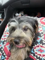 Cookie, a female Yorkshire Terrier for sale in Fairburn, GA – 6 of 9