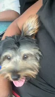 Cookie, a female Yorkshire Terrier for sale in Fairburn, GA – 3 of 9