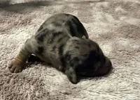 Dapple Long Hair, a female Dachshund for sale in Bladenboro, NC – 3 of 7