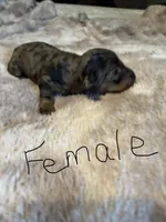 Beth, a female Miniature Dachshund for sale in Bladenboro, NC – 1 of 4