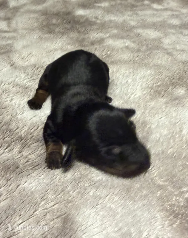 Girl puppy 1 – Dachshund puppy for sale in Bladenboro, NC