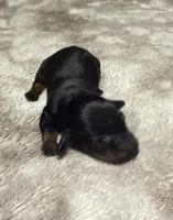 Girl puppy 1, a female Dachshund for sale in Bladenboro, NC – 1 of 5