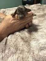 Dapple Long Hair, a female Dachshund for sale in Bladenboro, NC – 6 of 7