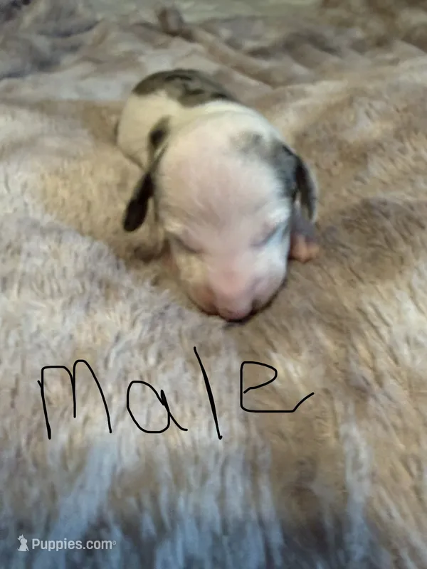 Casey – Miniature Dachshund puppy for sale in Bladenboro, NC