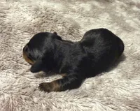Puppy 2 Boy, a male Dachshund for sale in Bladenboro, NC – 5 of 5