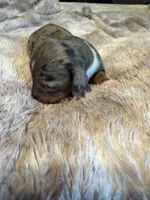 Monica, a female Miniature Dachshund for sale in Bladenboro, NC – 2 of 2