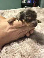 Dapple Long Hair, a female Dachshund for sale in Bladenboro, NC – 2 of 7