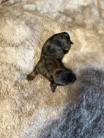 Jamie, a male Miniature Dachshund for sale in Bladenboro, NC – 2 of 3