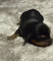 Puppy 3 girl , a female Dachshund for sale in Bladenboro, NC – 7 of 7