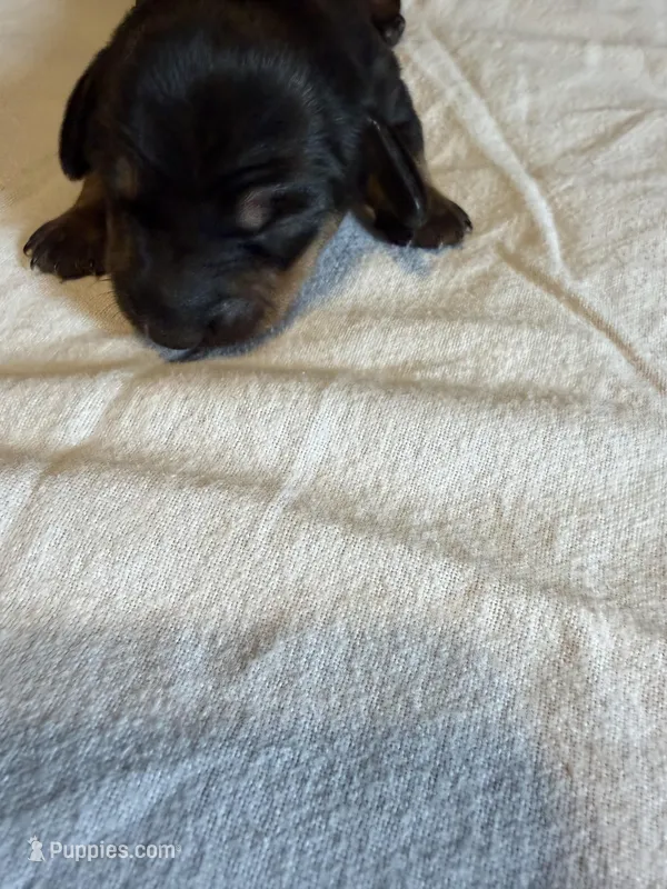 Tony – Miniature Dachshund puppy for sale in Bladenboro, NC
