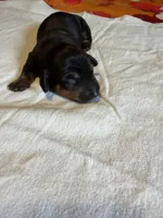 Tony, a male Miniature Dachshund for sale in Bladenboro, NC – Photo 3 of 3