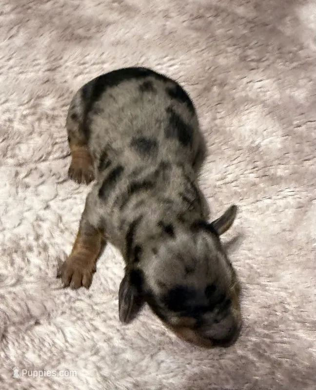 Dapple Long Hair – Dachshund puppy for sale in Bladenboro, NC