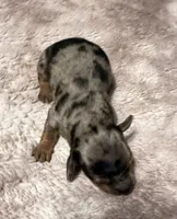 Dapple Long Hair, a female Dachshund for sale in Bladenboro, NC – 1 of 7