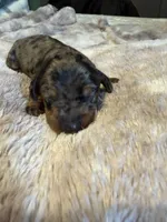 Beth, a female Miniature Dachshund for sale in Bladenboro, NC – 3 of 4
