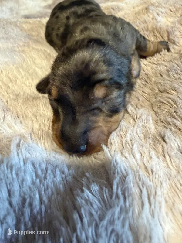 Jamie – Miniature Dachshund puppy for sale in Bladenboro, NC