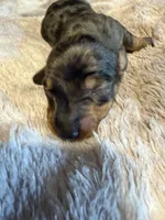 Jamie, a male Miniature Dachshund for sale in Bladenboro, NC – 1 of 3
