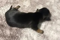 Puppy 3 girl , a female Dachshund for sale in Bladenboro, NC – 5 of 7