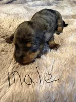 Jamie, a male Miniature Dachshund for sale in Bladenboro, NC – 3 of 3