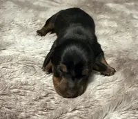 Puppy 4 girl, a female Dachshund for sale in Bladenboro, NC – 4 of 5