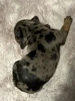 Dapple Long Hair, a female Dachshund for sale in Bladenboro, NC – 4 of 7
