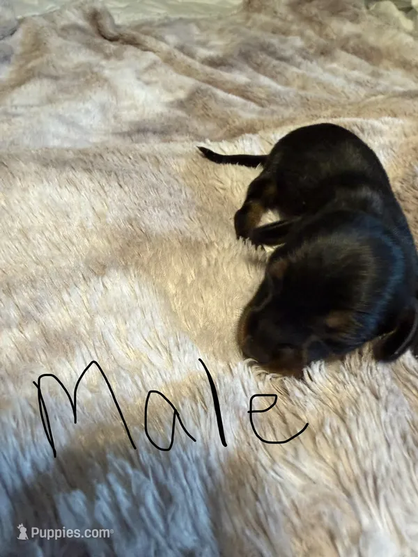 Carter – Miniature Dachshund puppy for sale in Bladenboro, NC