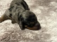 Dapple Long Hair, a female Dachshund for sale in Bladenboro, NC – 7 of 7