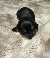 Puppy 4 girl, a female Dachshund for sale in Bladenboro, NC – 2 of 5